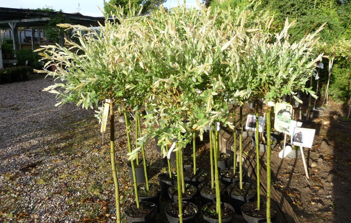 Træer midtsjællands planteskole