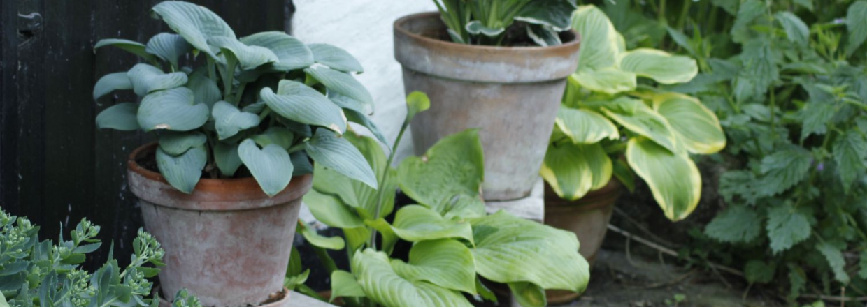 Hosta lave midtsjællands planteskole